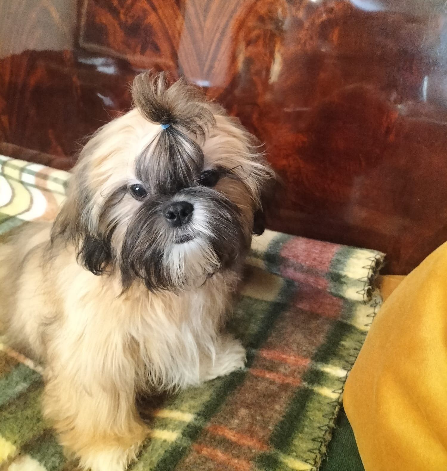 Piesek shih tzu zdrowy z domowej hodowli zdrowy odchowany  3  szczepie