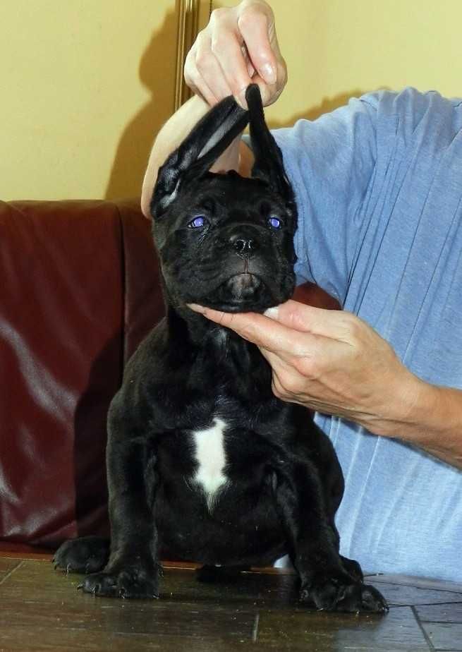 Cane corso czarne szczenie FCI (ZKwP)