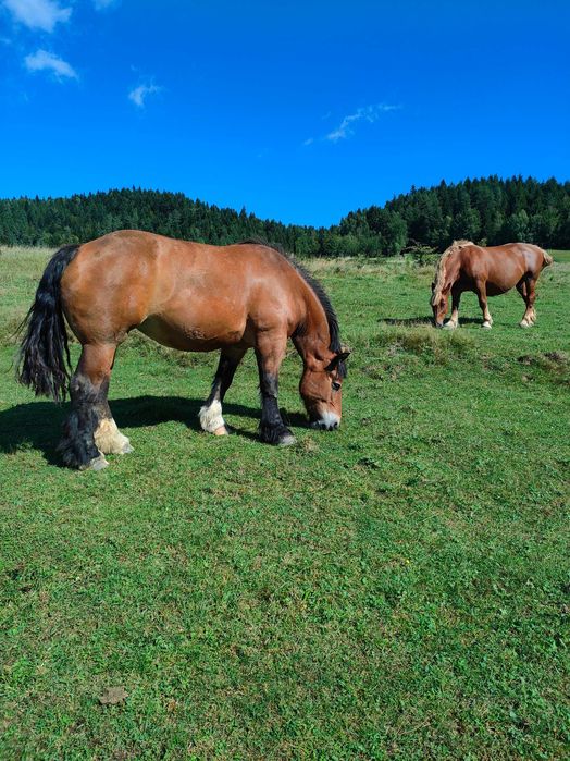 Sprzedam kobyły źrebne