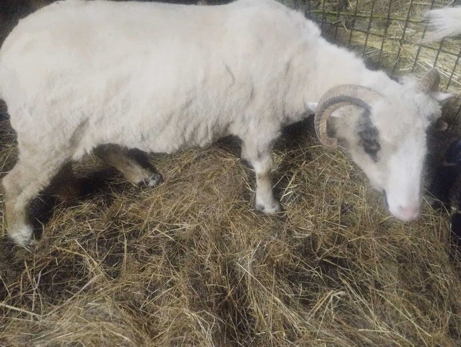 Roczna owieczka do sprzedania