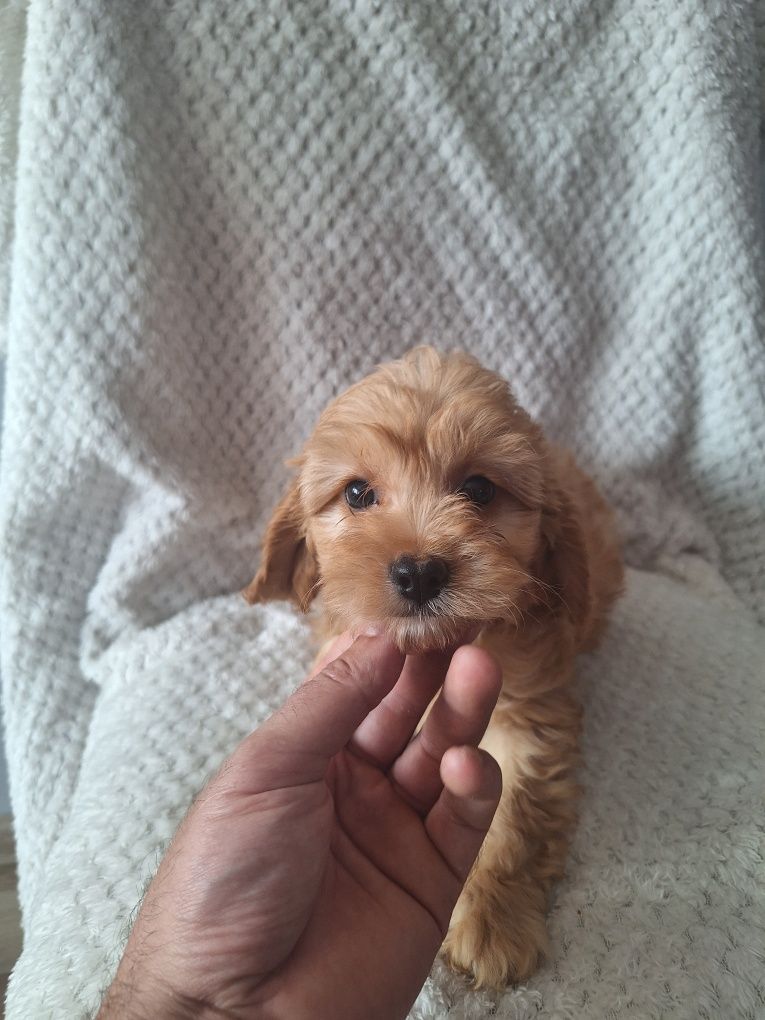Cavalier-pudel-cavapoo