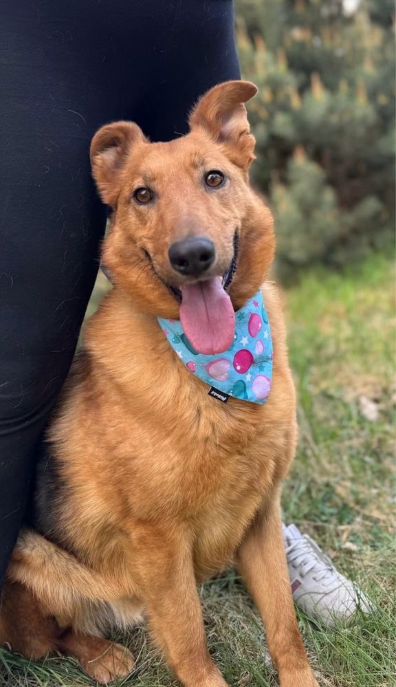 Vigo, troszkę lessie troszkę kundelek - pies do adopcji