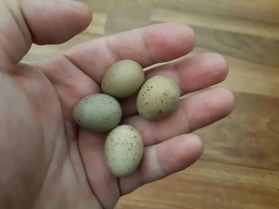 Jaja przepiórcze. Chińskie lub Japońskie.