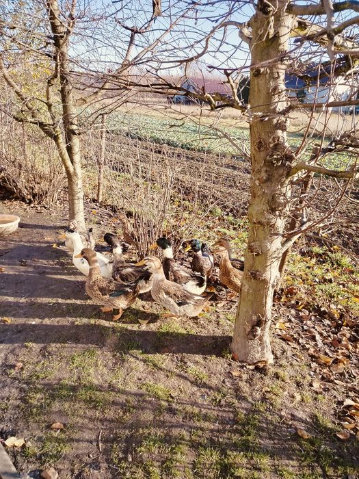 Kaczka staropolska pekińska kaczor