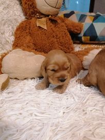 Piękny biszkoptowy. Cocker Spaniel