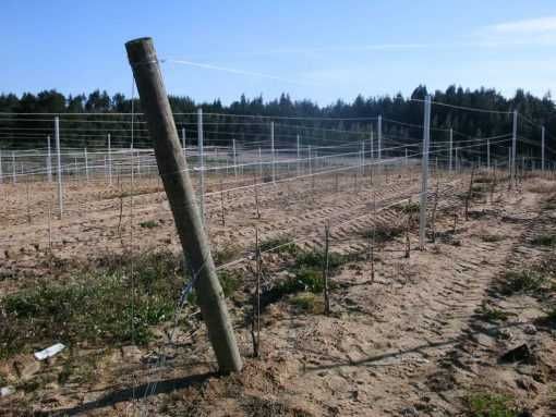 Poste Metálico para Vinhas (NOVO) (VÁRIOS TAMANHOS) (NOVO)