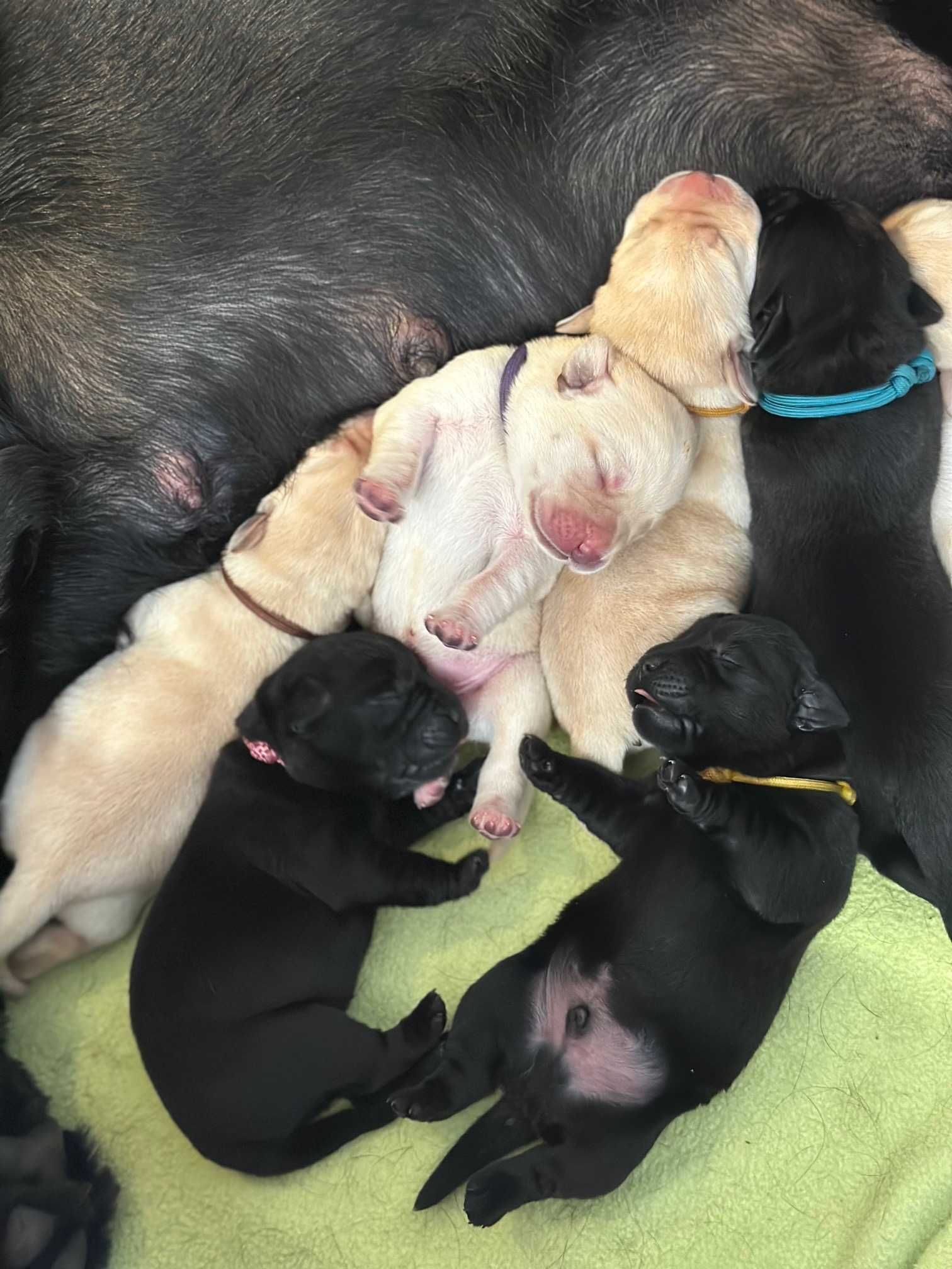 Labrador Retriever FCI, żółte szczenie po doskonałych rodzicach!