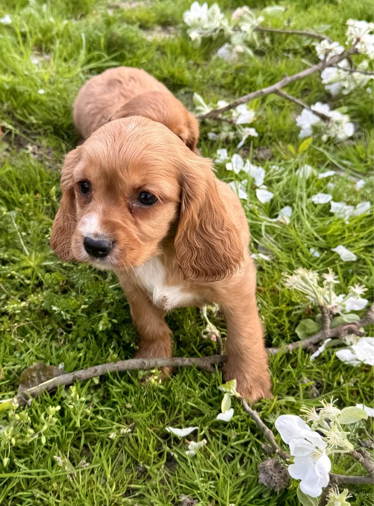 Cocker spaniel szczeniak