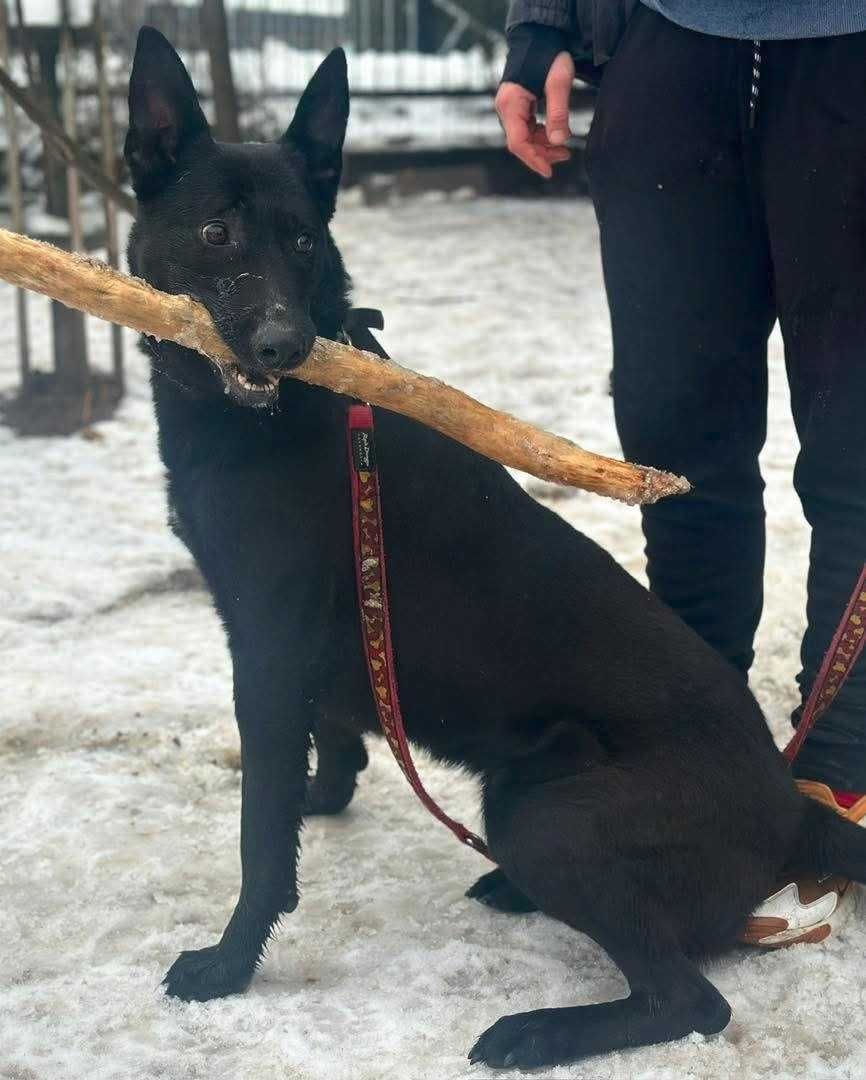 Zuko czeka na dom!
