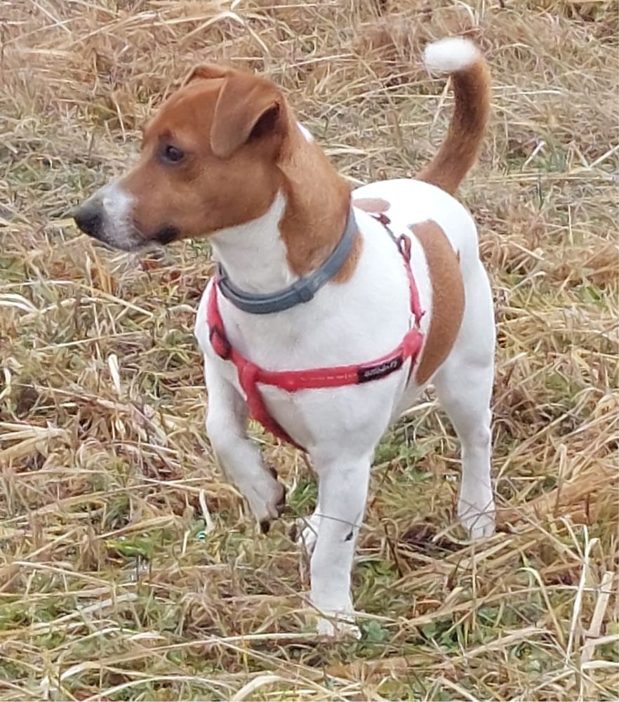 Jack Russell terrier szczeniak - piesek