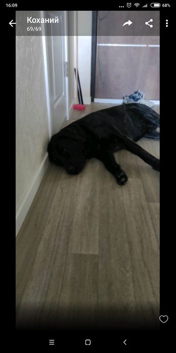 Продам  маленькі песиків лабрадорів