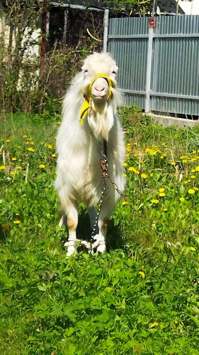 Супер цап продам. або обміняю на сіно, зерно