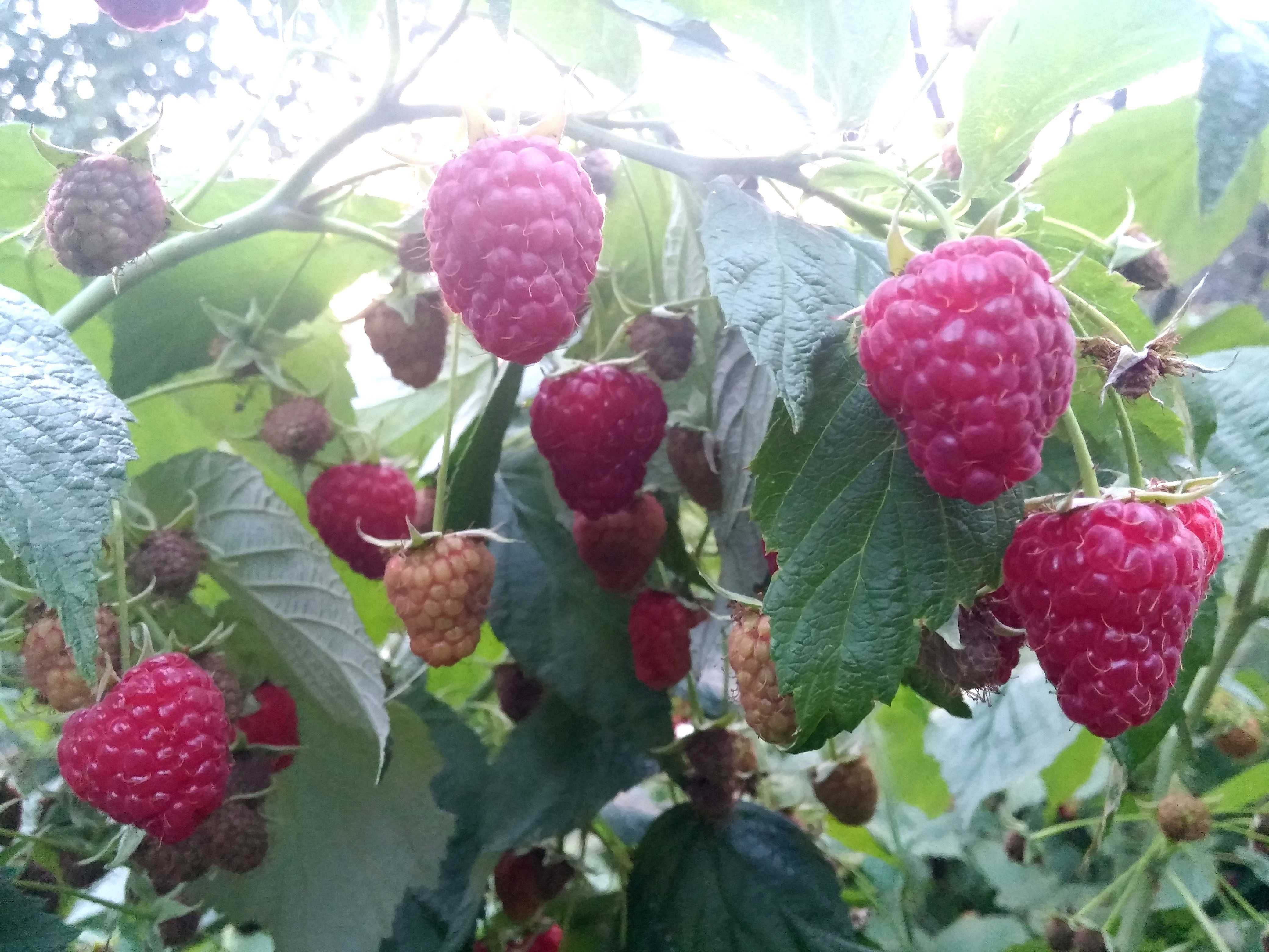 MALINY sadzonki malina sadzonka 2-3letnie Duże owoce Warto!