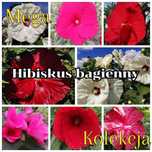Hibiskus bagienny - MEGA KOLEKCJA - olbrzymi kwiat