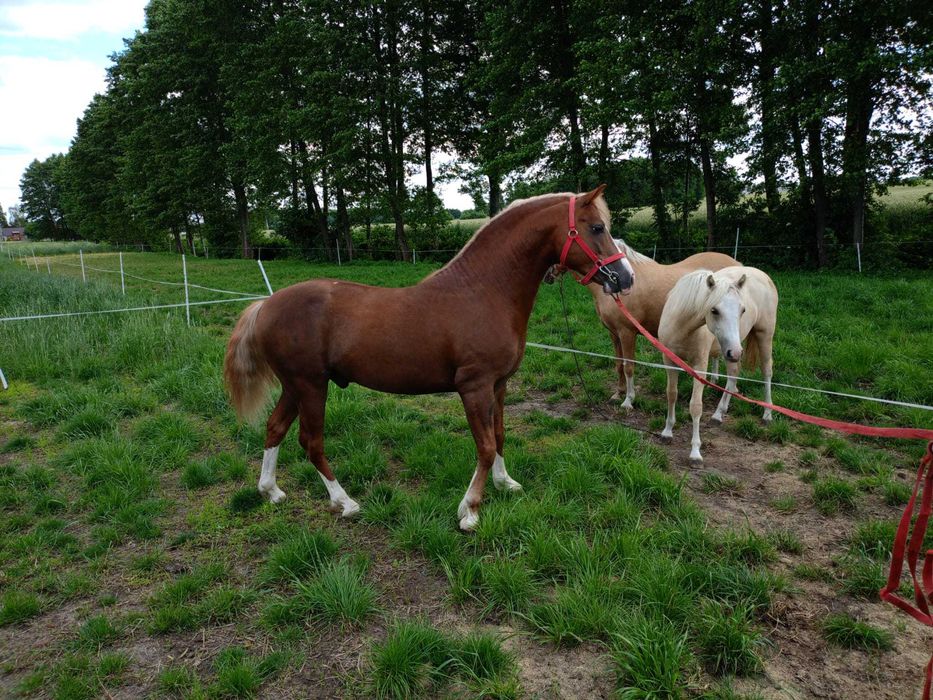 Sprzedam kuc kuce walijski klacz źrebak