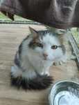 Kot do adopcji. Ricky. Oddam kota.