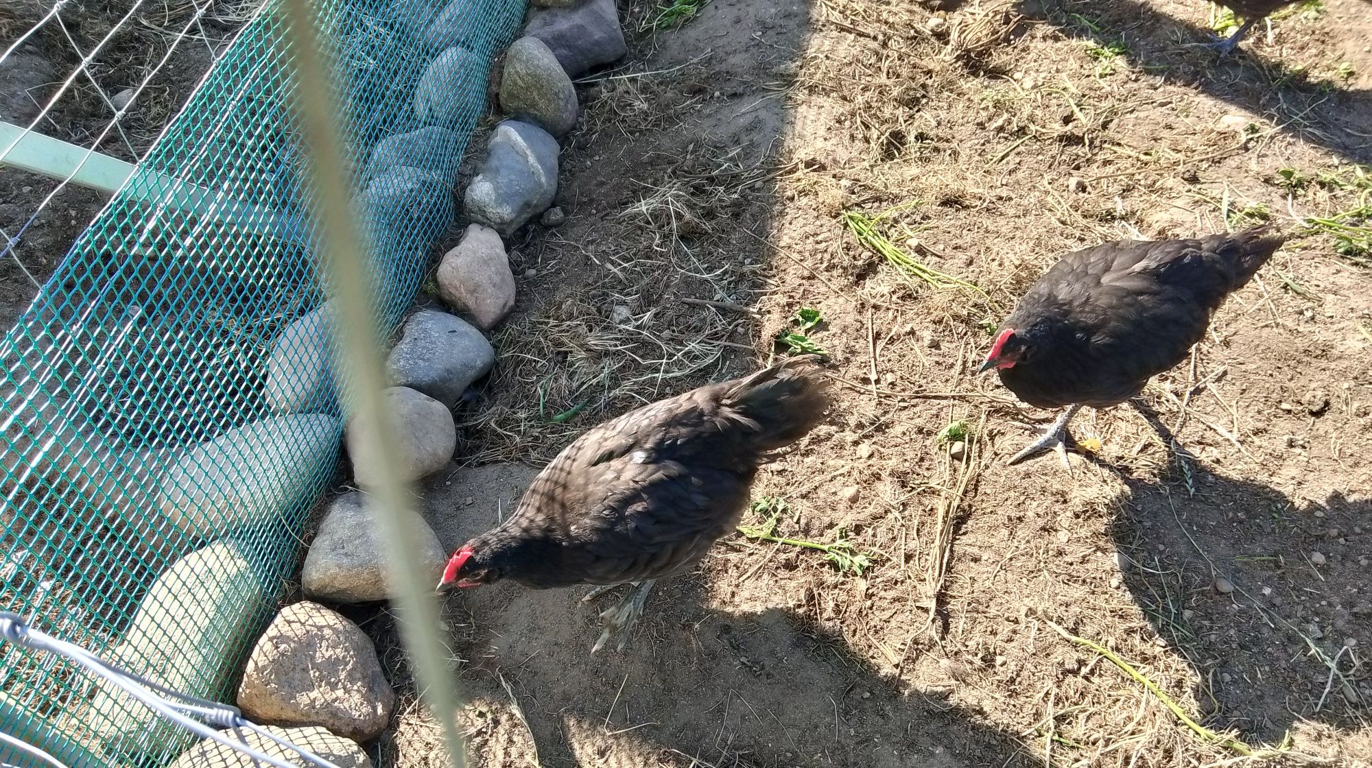 Koguty rasy Australorp