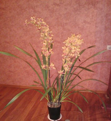 Продам орхидею цимбидиум