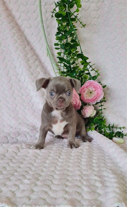 Excecional bonequinha lilac Chihuahua/Chiuaua. LinhagemRussa