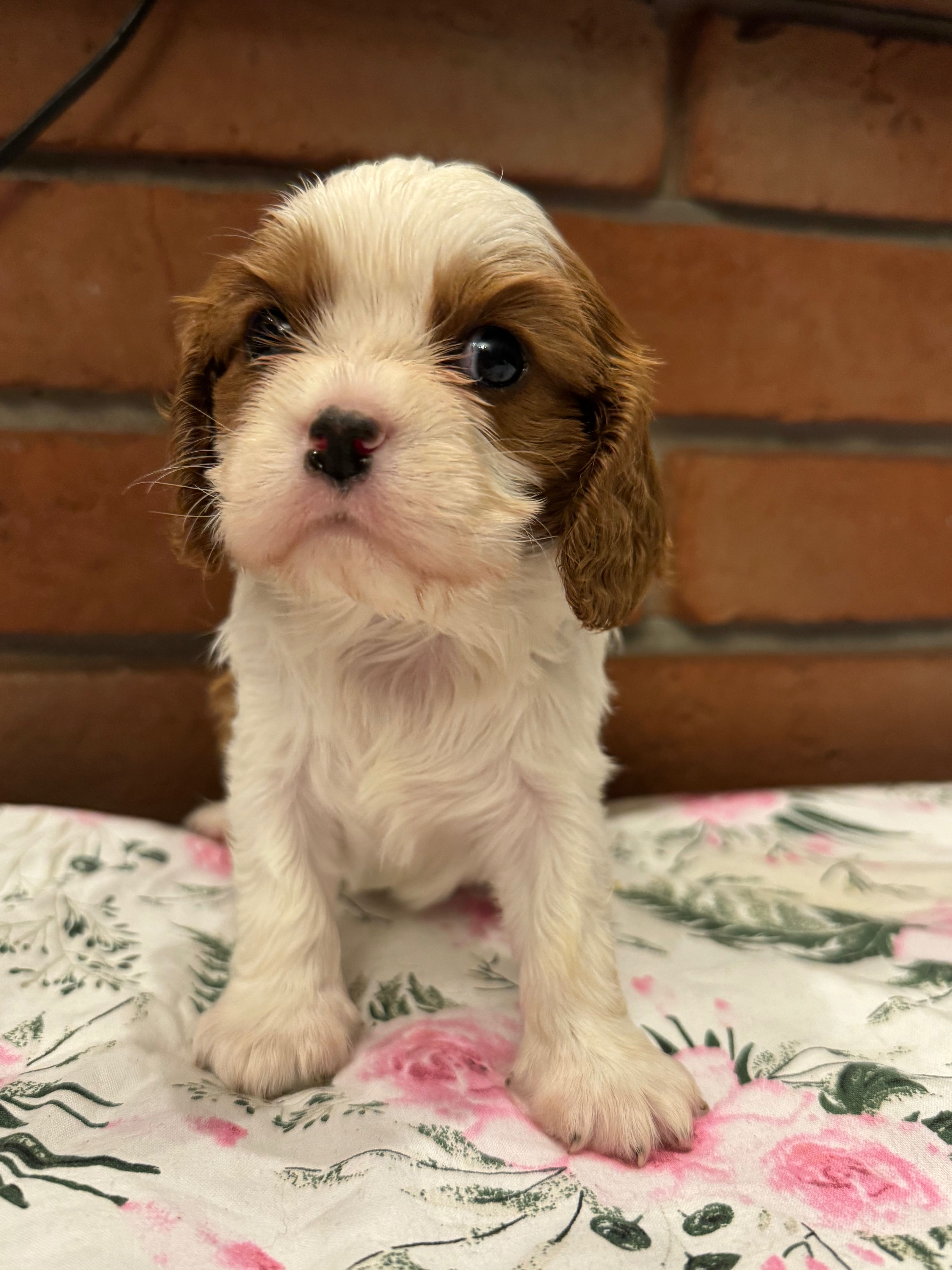 Cavalier King Charles Spaniel Zkwp /fci po Chamionie