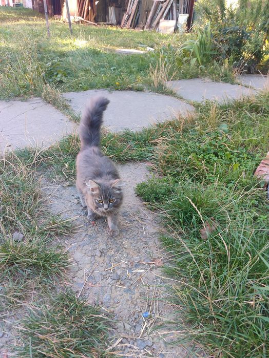 Кошеня безкоштовно