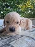 Golden Retriever com LOP