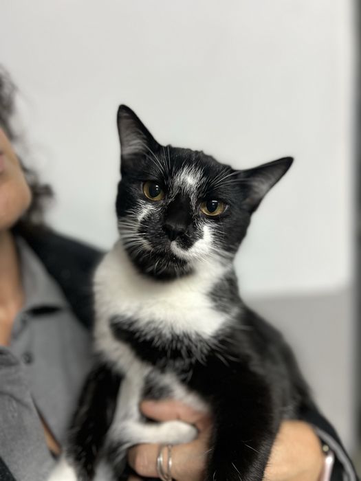 Gatinhos de 5 meses para adocao responsavel