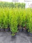 PRODUCENT Tuja szmaragd Thuja Smaragd 70- 80 cm w donicy Supraśl