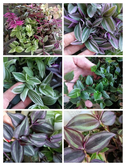 Trzykrotki duży zestaw 20 odmian kolorowe kwiaty doniczkowe