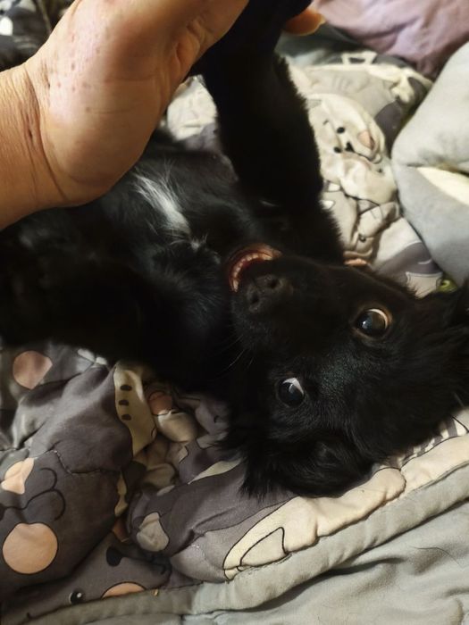 Кумедна дівчинка) Цуценя‼️