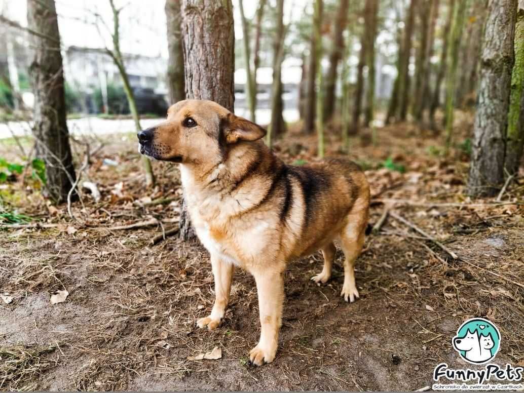 Spokojny, nieco nieśmiały Kasztan szuka kochającego domu