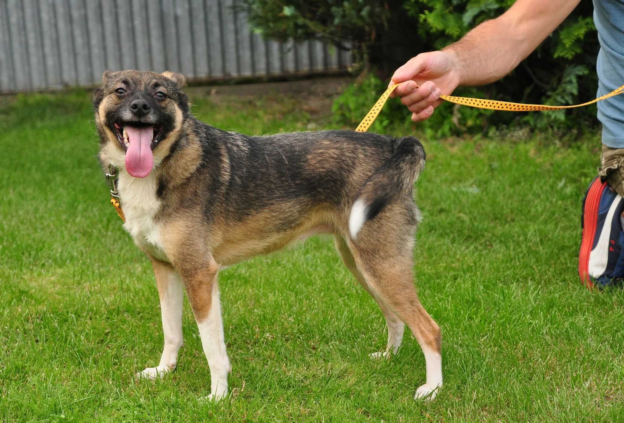 Pocieszka nieduża suczka do adopcji