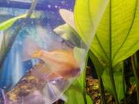 Pielegniczka ramireza gold samiec