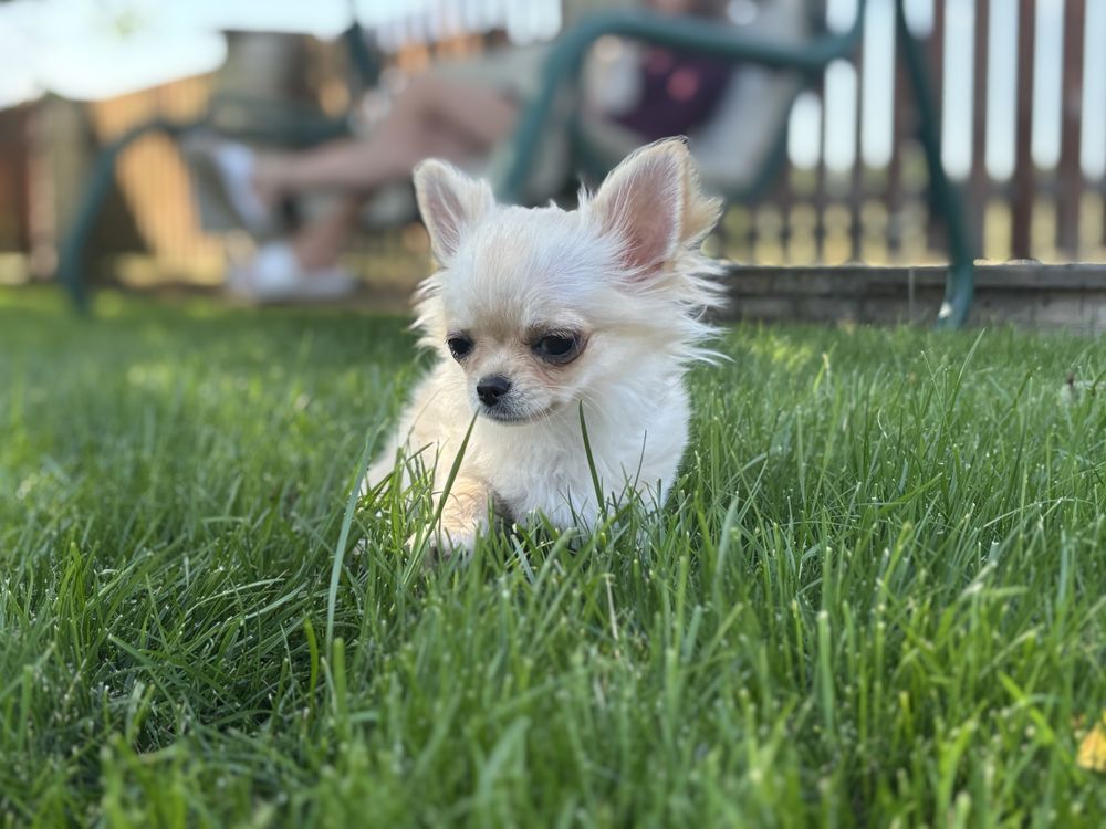 Chihuahua piesek dlugowłosy po ZWYCIEZCACH ŚWIATA