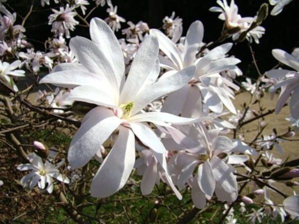 Магнолія зірчаста / Magnolia stellata (насіння, 2022 - обмежена к-сть)