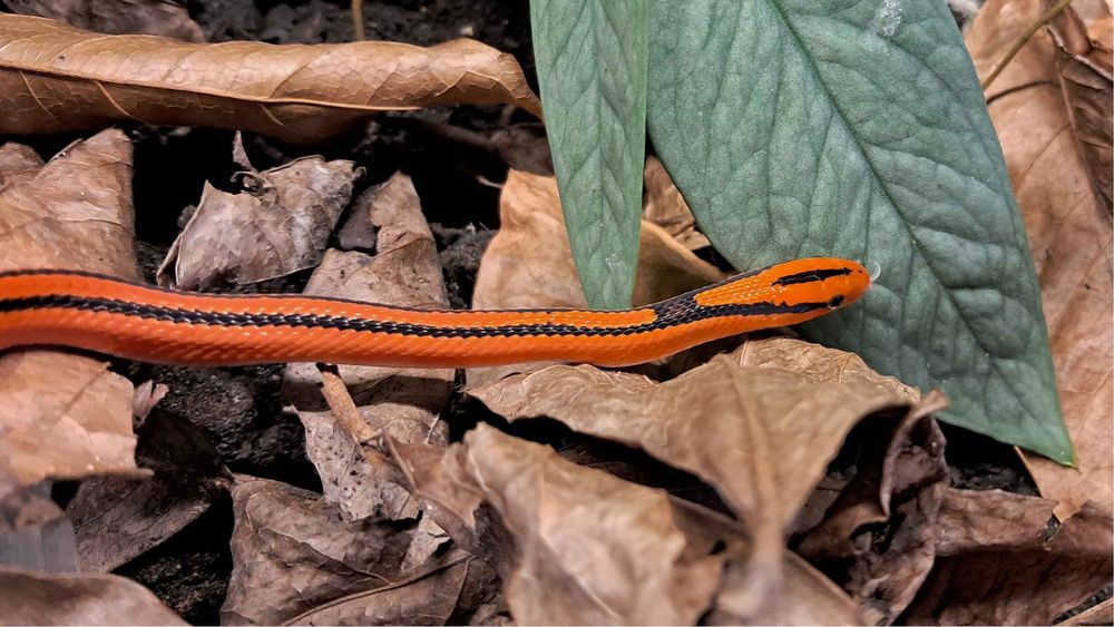 Wąż bambusowy Oreocryptophis p. coxi samiec cb24