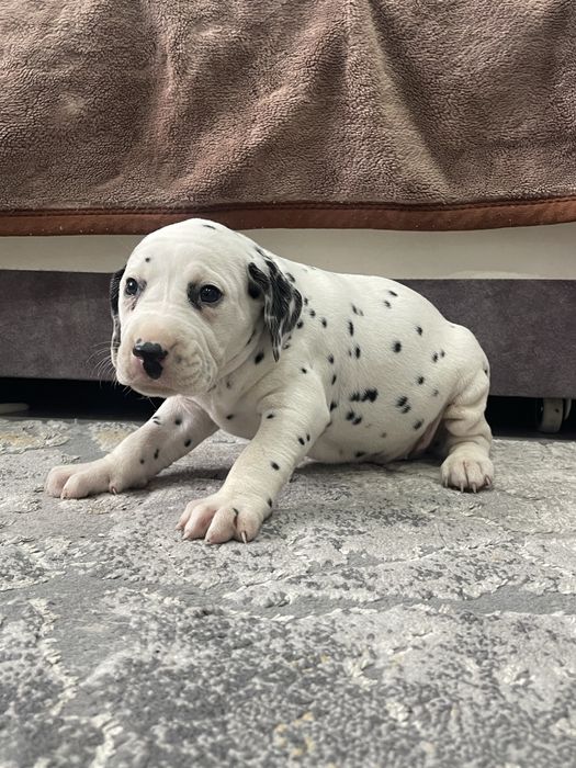 DALMATYNCZYK sliczna suczka