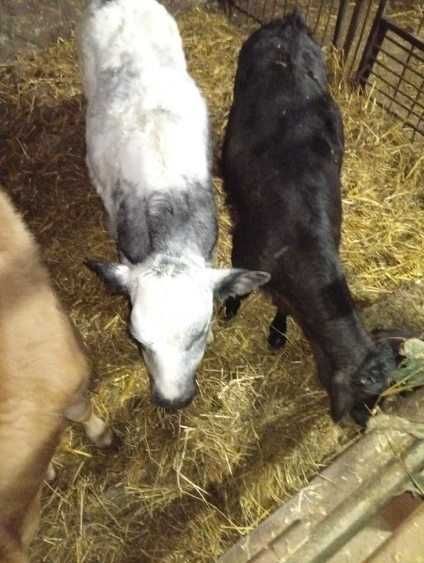 Sprzedam byczka i jałówkę