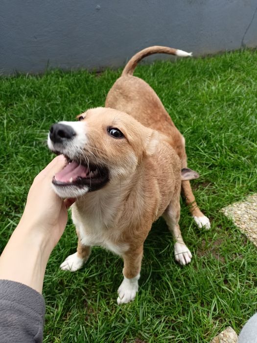 Cão bebé para adoção