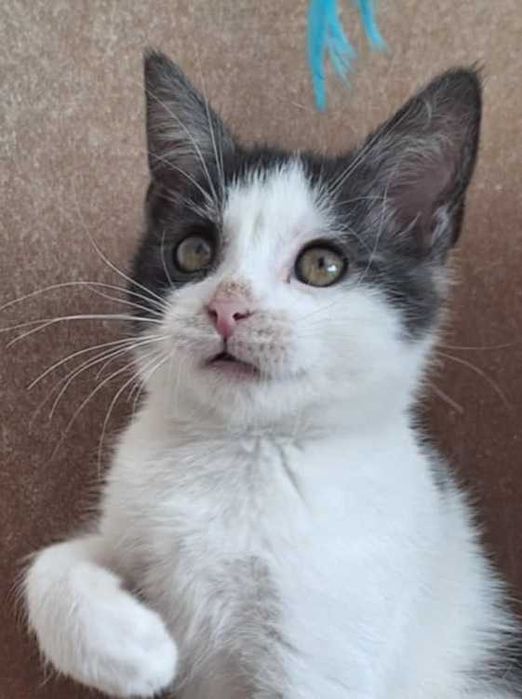 urocza milusia kicia do adopcji