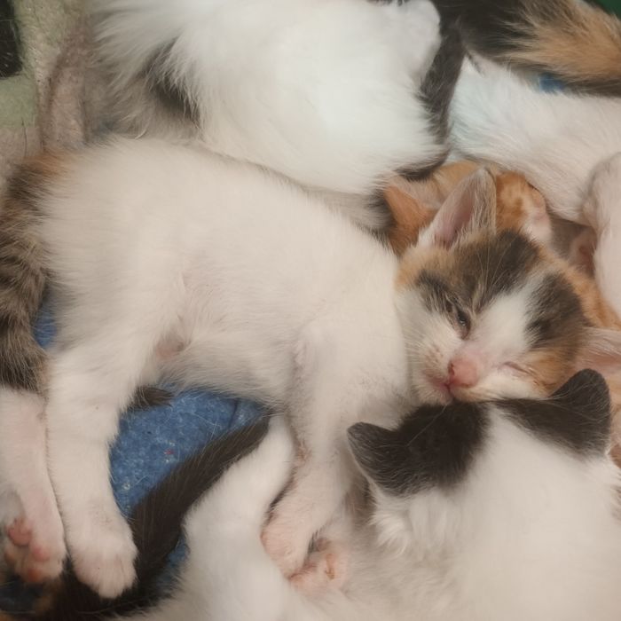 Oddam za darmo kotkę