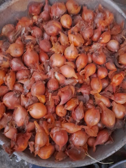 Цибулька кущівка