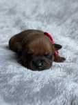 Staffordshire Bull Terrier - dostępna ruda suczka Staffik