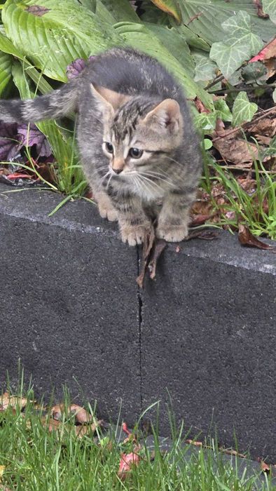 Zoltan kot kocurek adopcja schronisko