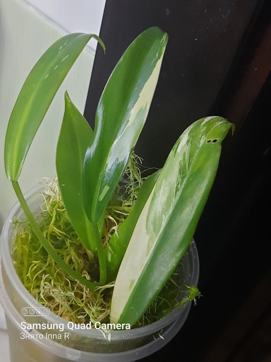 Philodendron Wend imbe var