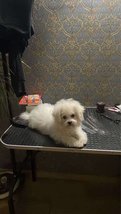 Подарунок до свят. Дівчинка Бішон Фрізе