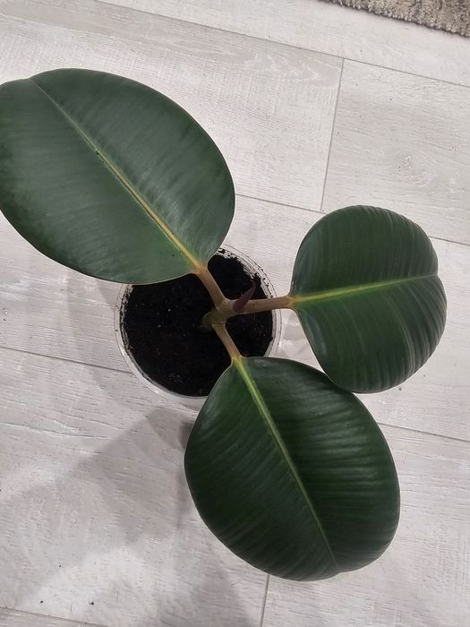 Фікус кімнатний велике листя