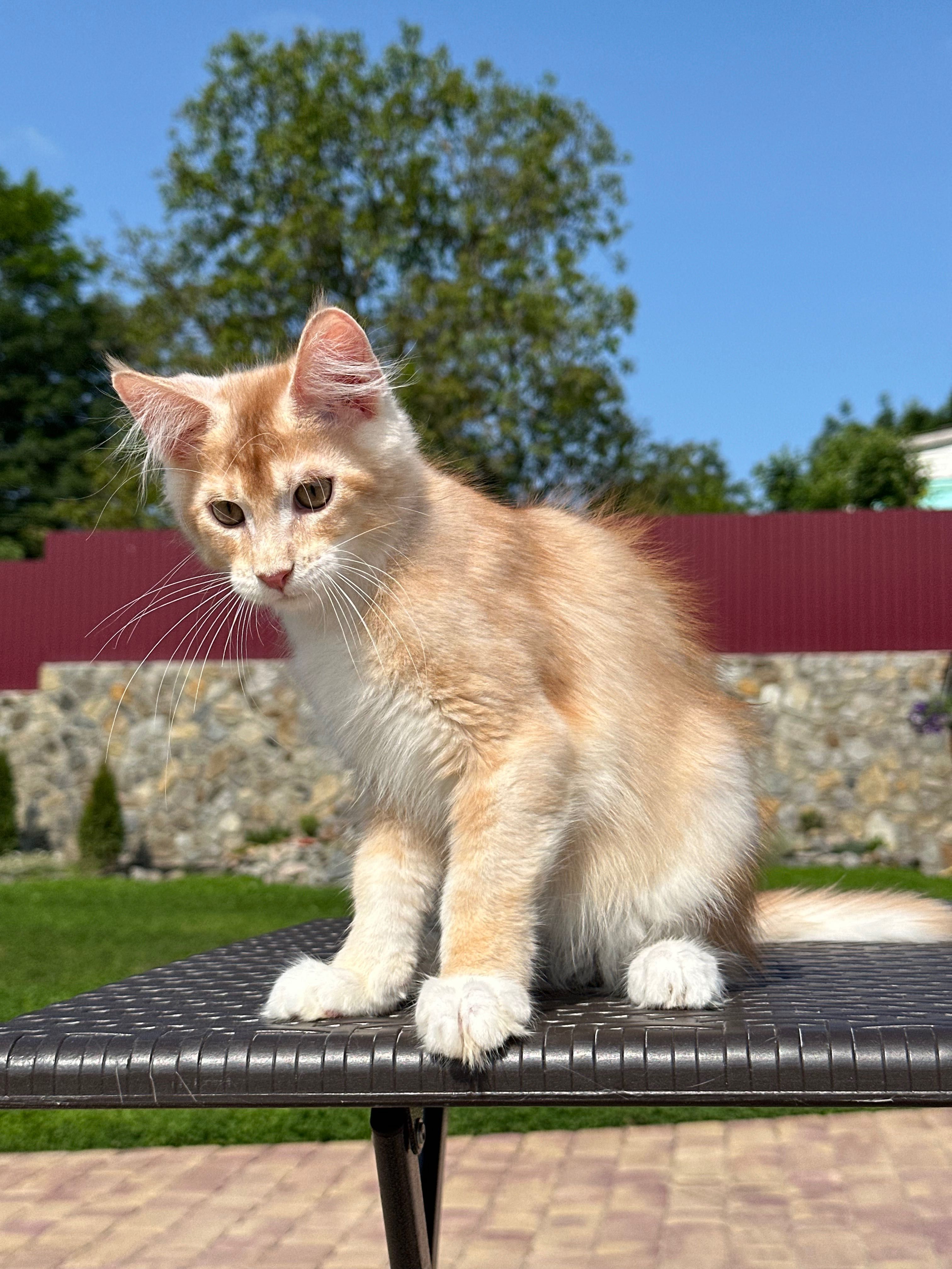 Harvey-kocurek Maine Coon