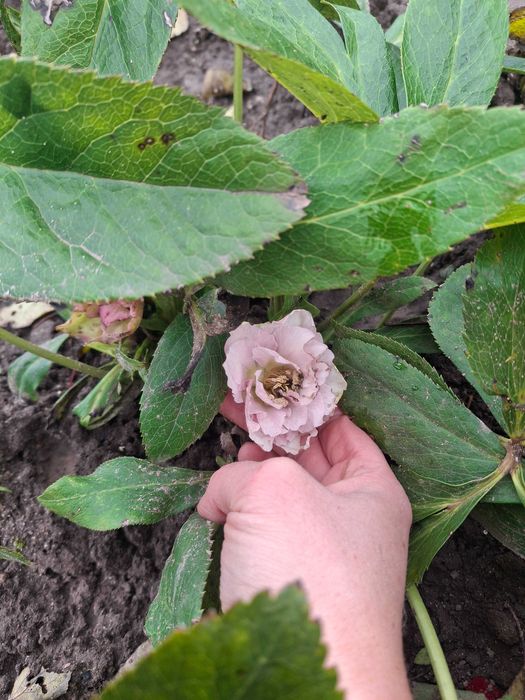 Продам садові декоративні рослини