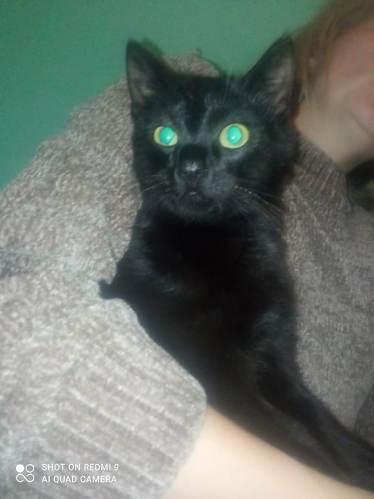 Котик,кошеня,кіт,котя,котятко,кошенятко